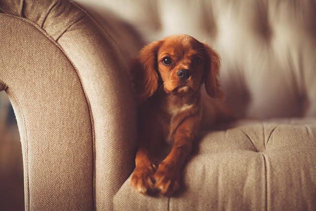 furniture disposal dublin