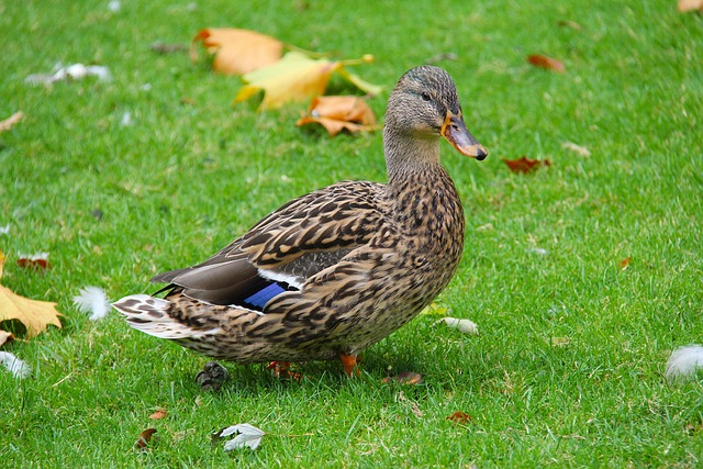 Moving Company Ballsbridge Dublin 4