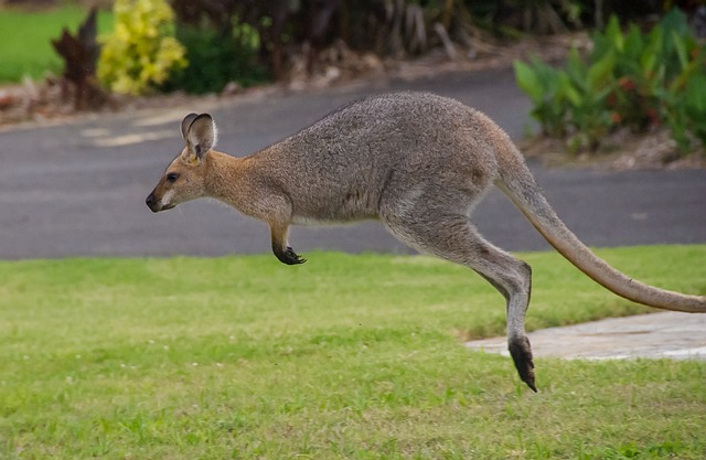 Moving Company Ireland to Australia