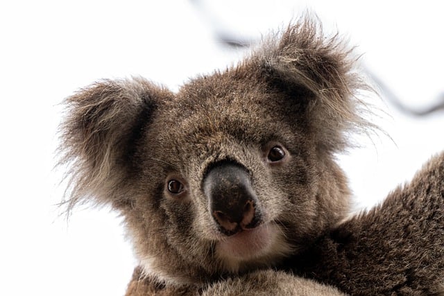 Moving Company Ireland to Australia