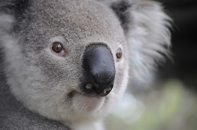 Moving Company Ireland to Australia