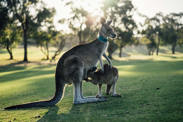 Moving Company Ireland to Australia