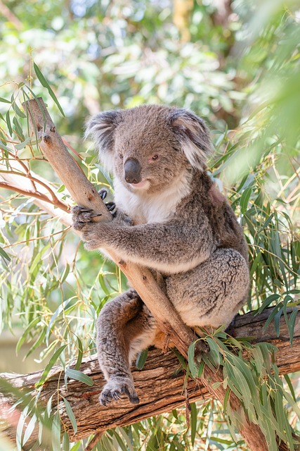 Moving Company Ireland to Australia