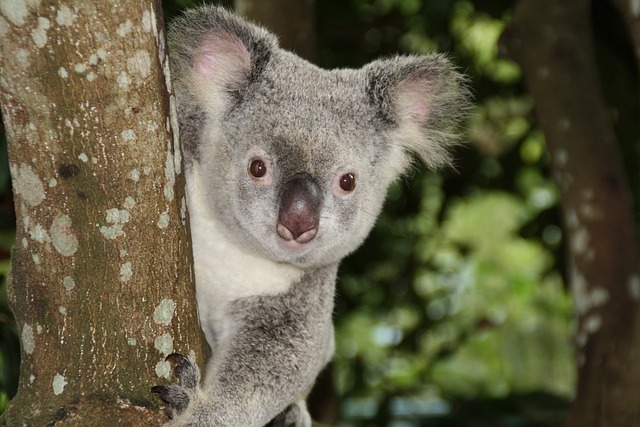 Moving Company Ireland to Australia