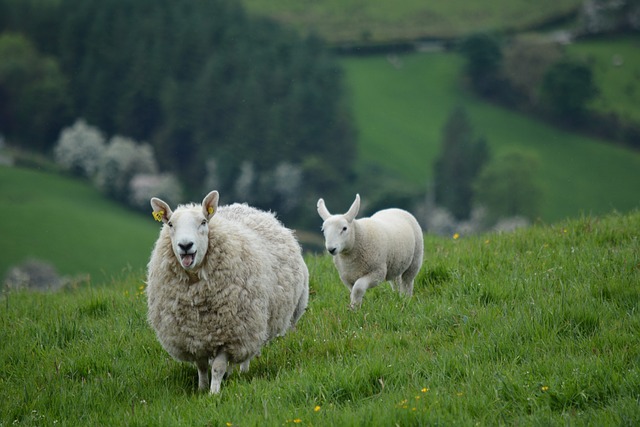 moving-company-ireland-to-australia-640x480-86109966.jpeg