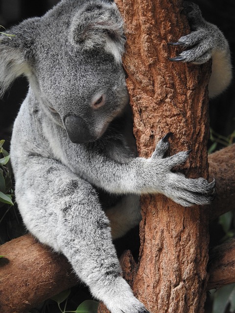Moving Company Ireland to Australia