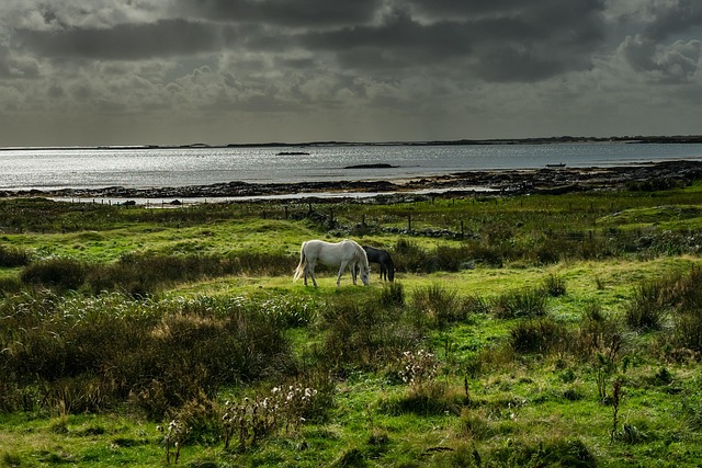 Moving Company Ireland to Spain