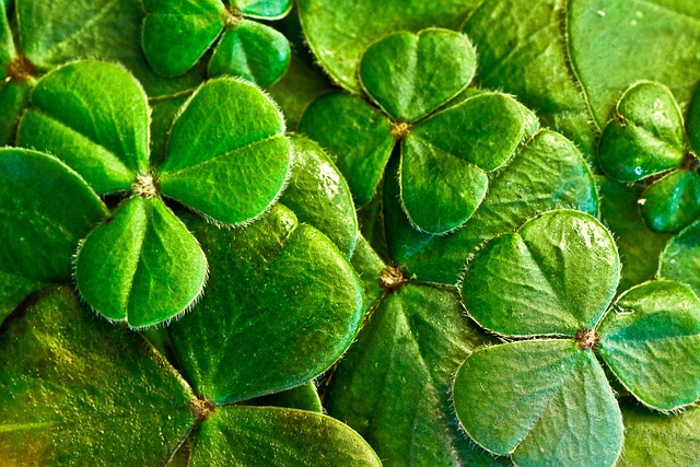 Moving Company Ireland to USA