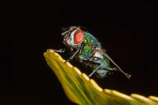 sofa removal near me