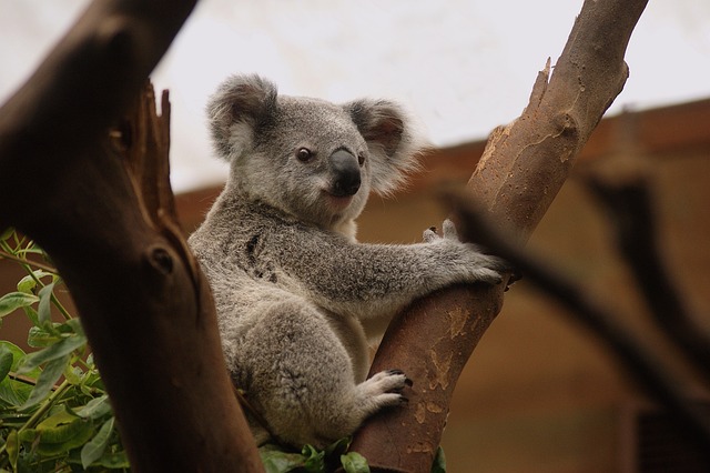 Moving Company Ireland to Australia