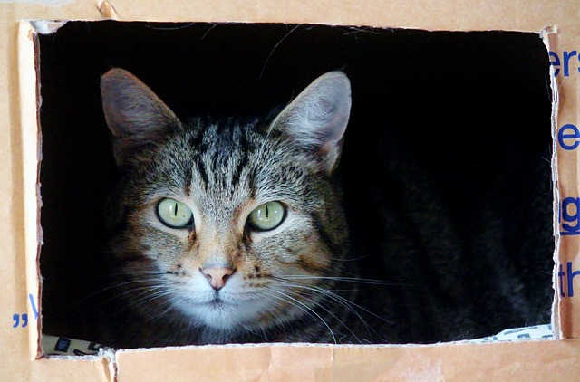 Movers, moving
