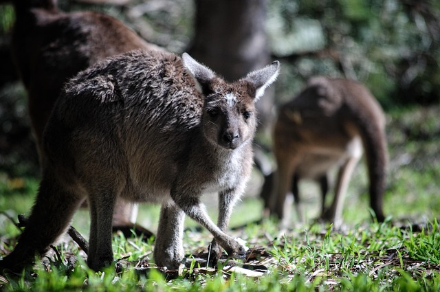 Moving Company Ireland to Australia