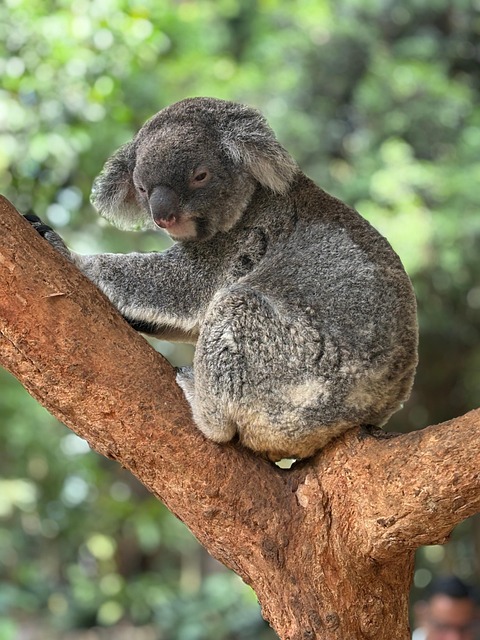 moving-company-ireland-to-australia-640x480-68553253.jpeg