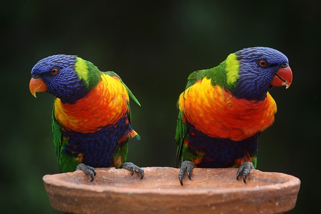 Moving Company Ireland to Australia