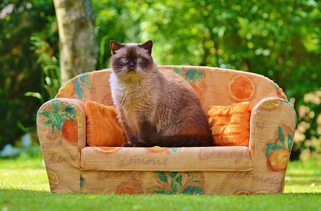 sofa-removal-near-me-640x480-81437014.jpeg
