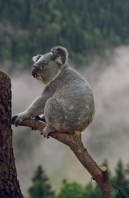 Moving Company Ireland to Australia