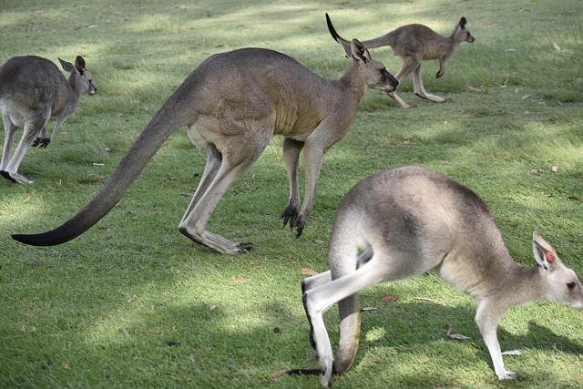 Moving Company Ireland to Australia