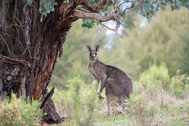 Moving Company Ireland to Australia