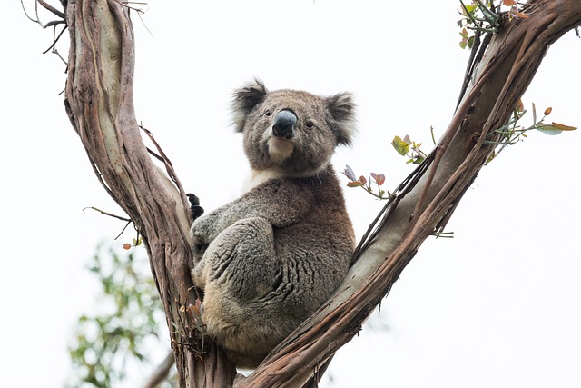 Moving Company Ireland to Australia