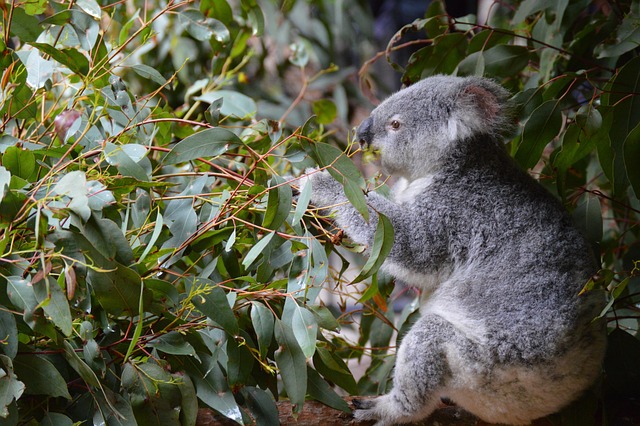 Moving Company Ireland to Australia