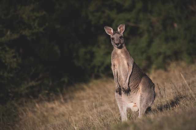 Moving Company Ireland to Australia