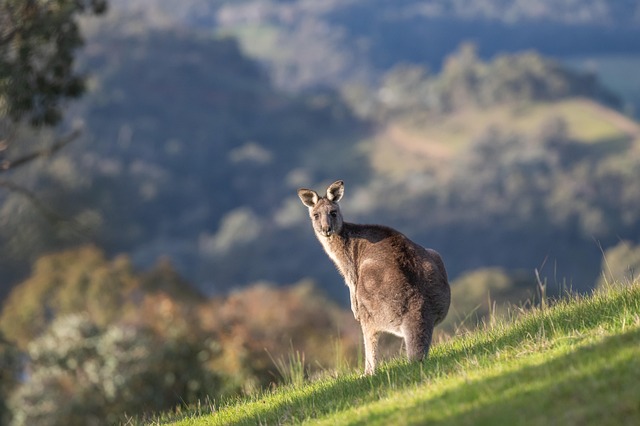 Moving Company Ireland to Australia