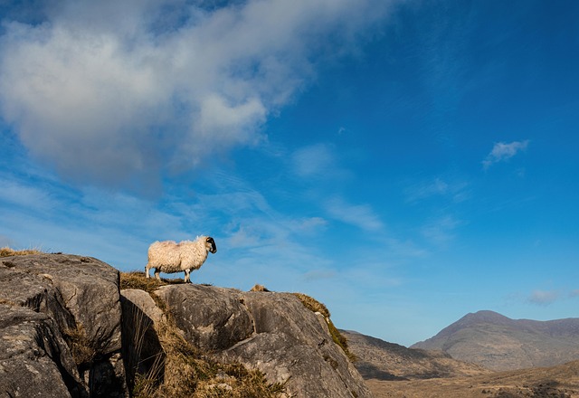 Moving Company Ireland to Australia