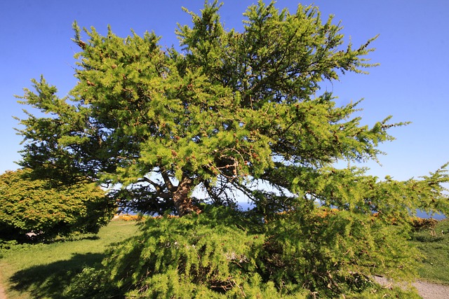 Moving Company Dublin 8