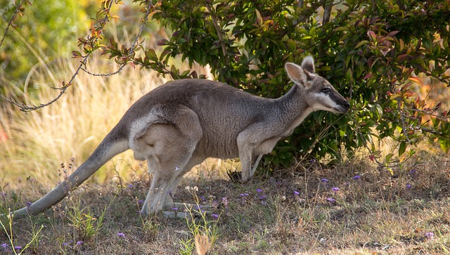 Moving Company Ireland to Australia