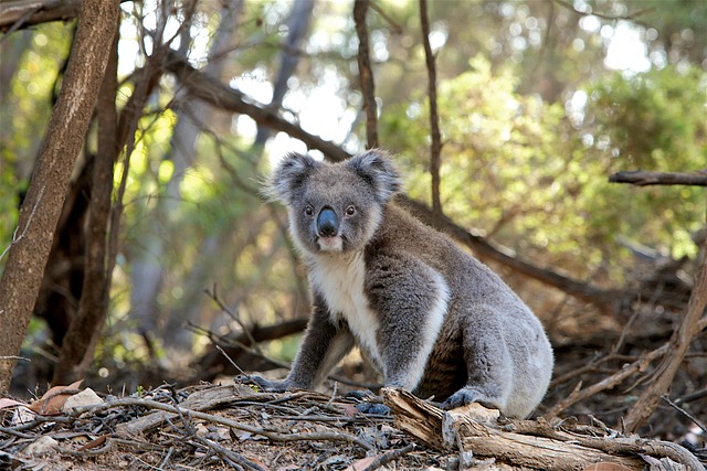 Moving Company Ireland to Australia