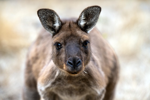 Moving Company Ireland to Australia