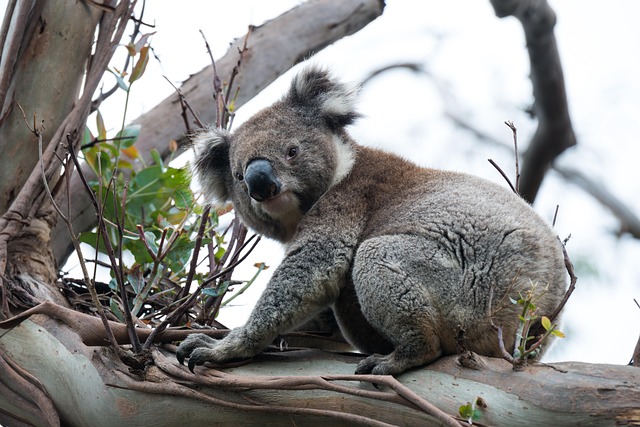 Moving Company Ireland to Australia
