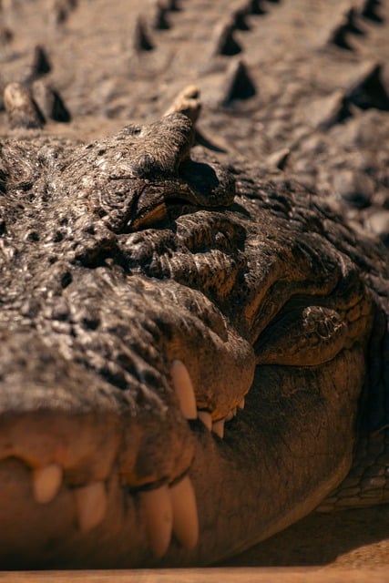Moving Company Ireland to Australia
