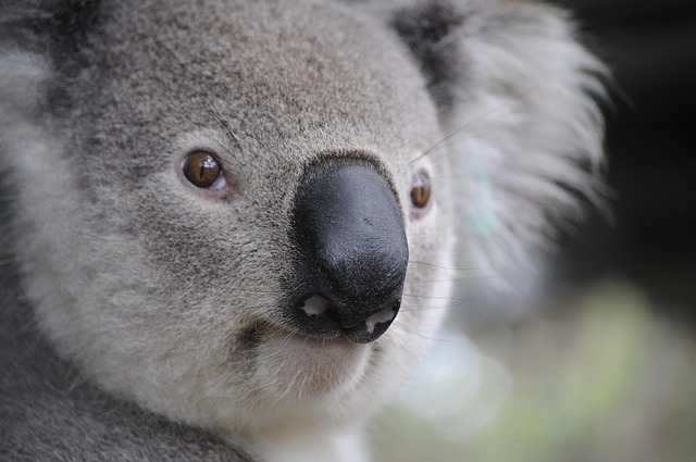 Moving Company Ireland to Australia