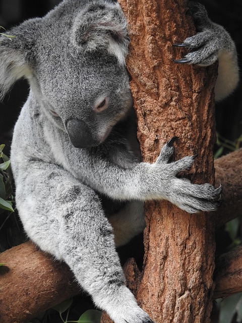 Moving Company Ireland to Australia